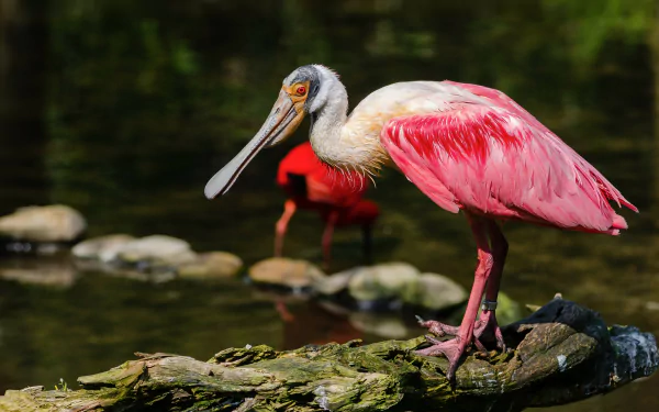 bird Animal roseate spoonbill HD Desktop Wallpaper | Background Image