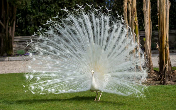  White Peacock