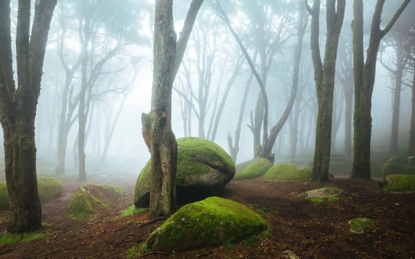 boulder tree forest nature fog HD Desktop Wallpaper | Background Image