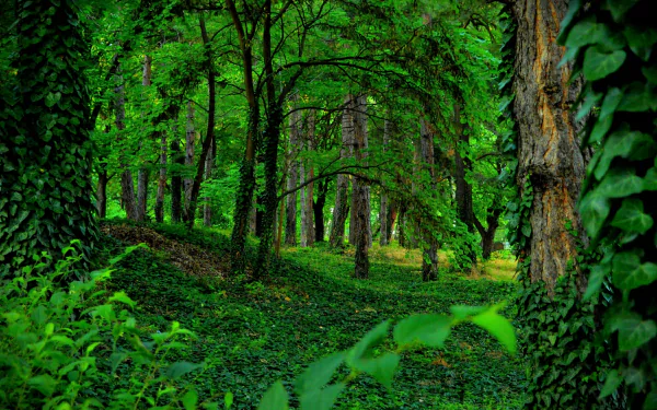 2K Quad HD PC desktop wallpaper: lush green forest of ivy-covered trunks and dense greenery, arching branches creating a serene nature scene.