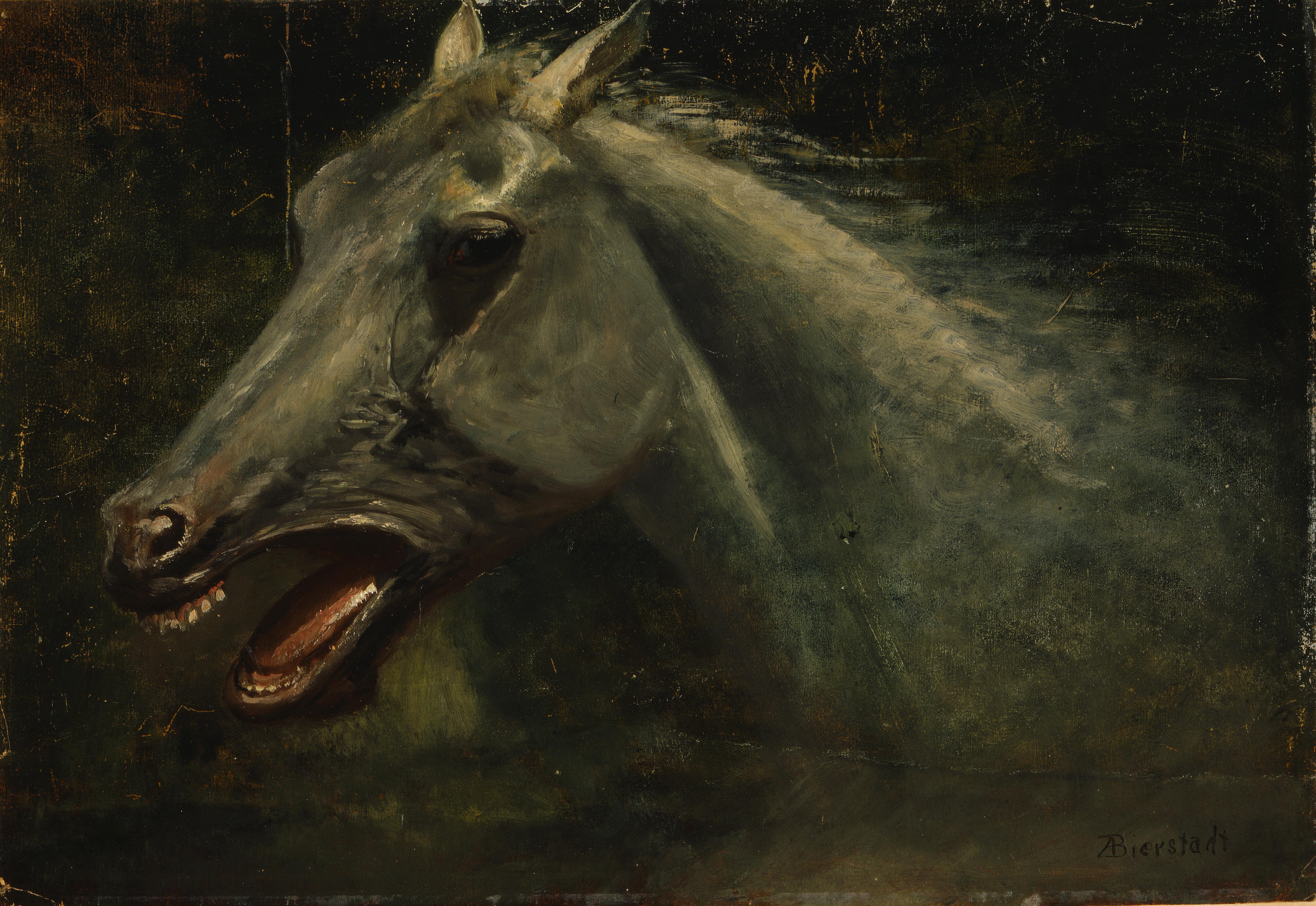 Download Animal Horse 4k Ultra HD Wallpaper by Albert Bierstadt