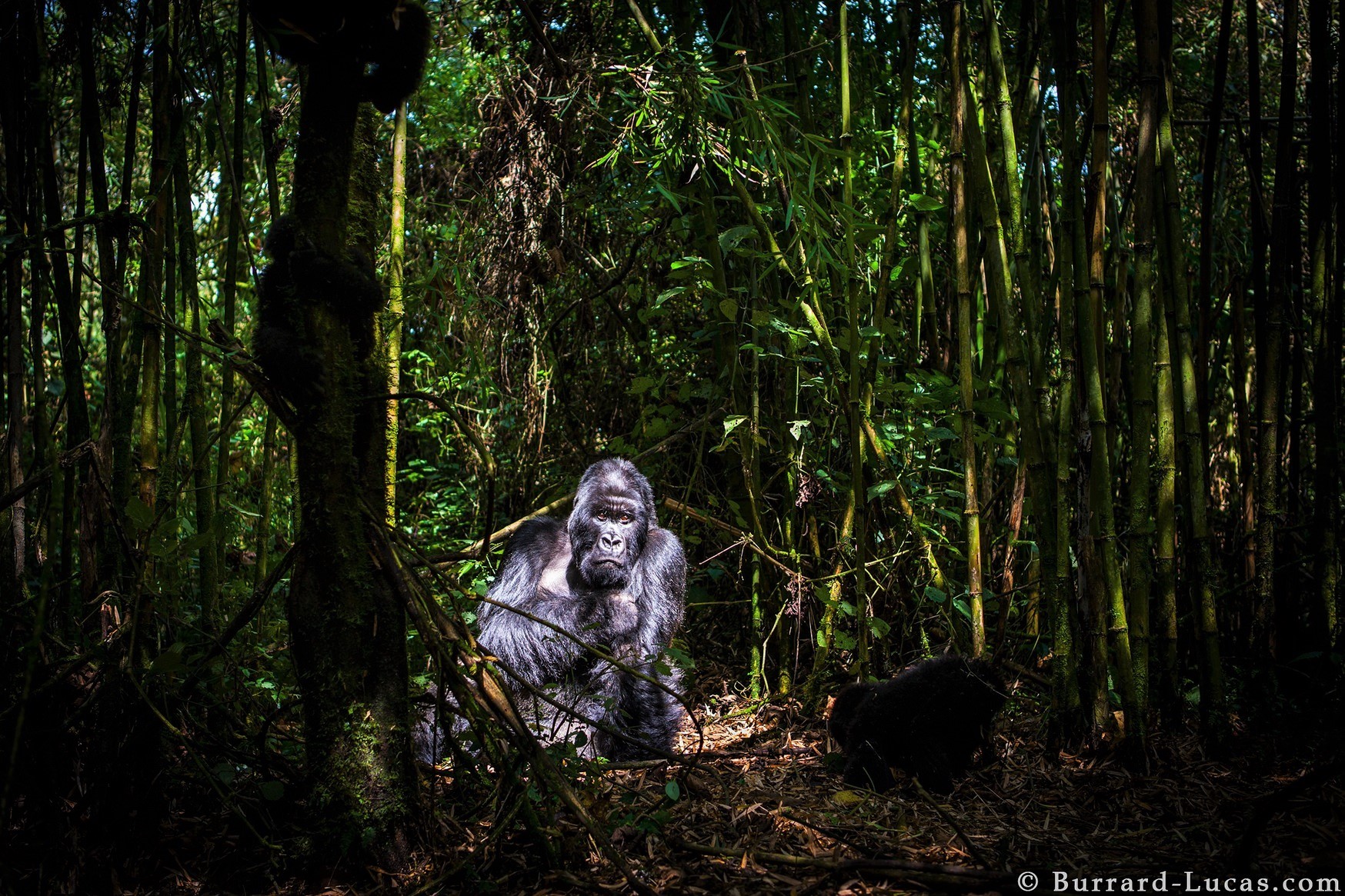 Gorilla in the Jungle by Will Burrard Lucas