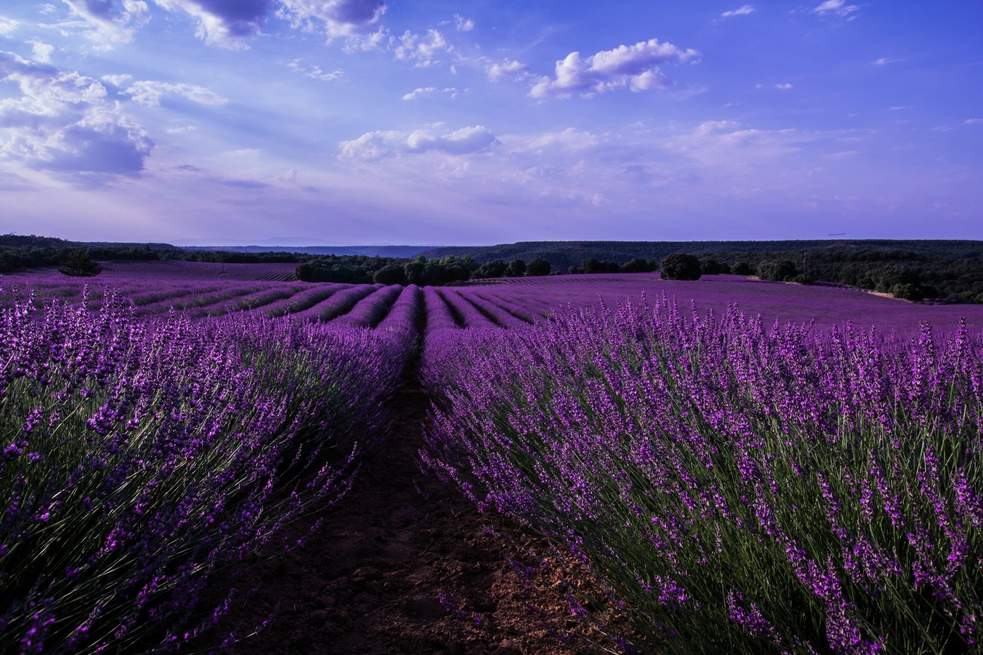 Vibrant 4K Ultra HD summer landscape featuring rows of blooming lavender fields stretching under a partly cloudy sky, showcasing nature's beauty in purple hues.