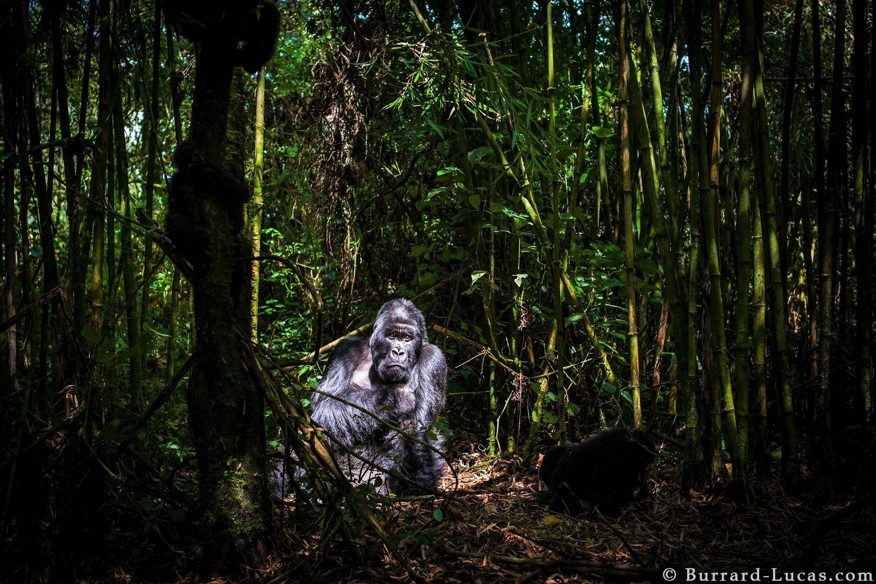 A gorilla sits amidst dense green bamboo in a lush jungle rainforest, captured in HD for a striking PC desktop wallpaper.