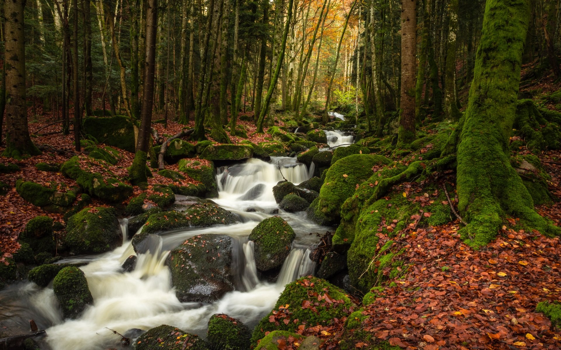 Download Moss Forest Nature Stream 4k Ultra HD Wallpaper