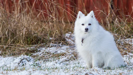 dog Animal spitz HD Desktop Wallpaper | Background Image