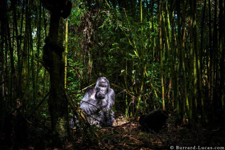 A gorilla sits amidst dense green bamboo in a lush jungle rainforest, captured in HD for a striking PC desktop wallpaper.