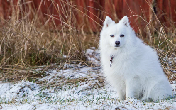 dog Animal spitz HD Desktop Wallpaper | Background Image