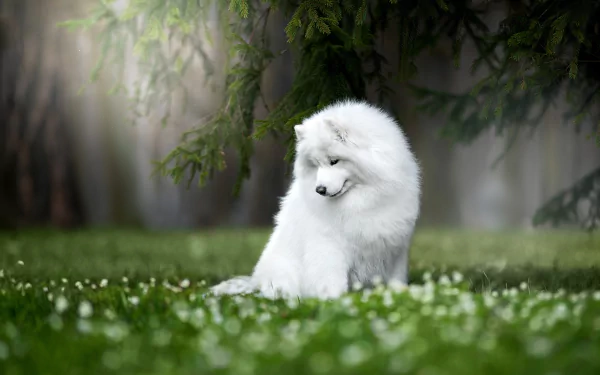 HD desktop wallpaper featuring a fluffy white Samoyed dog sitting on lush green grass with a nature background, creating a serene and picturesque scene.