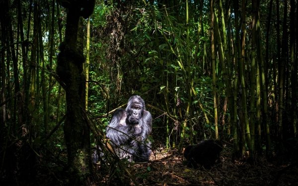 Animales Gorila Monos Bosque Rainforest Jungla Árbol Verde Bambú Fondo de pantalla HD | Fondo de Escritorio