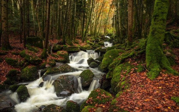 Earth Stream Nature Forest Moss HD Wallpaper | Background Image