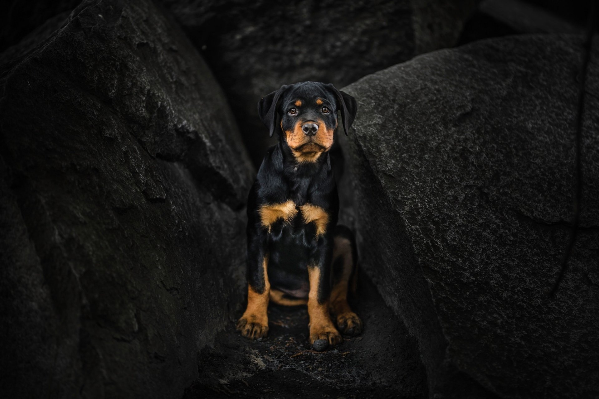 HD wallpaper of a Rottweiler puppy with a focused stare, nestled among dark rocks, creating a dramatic background.