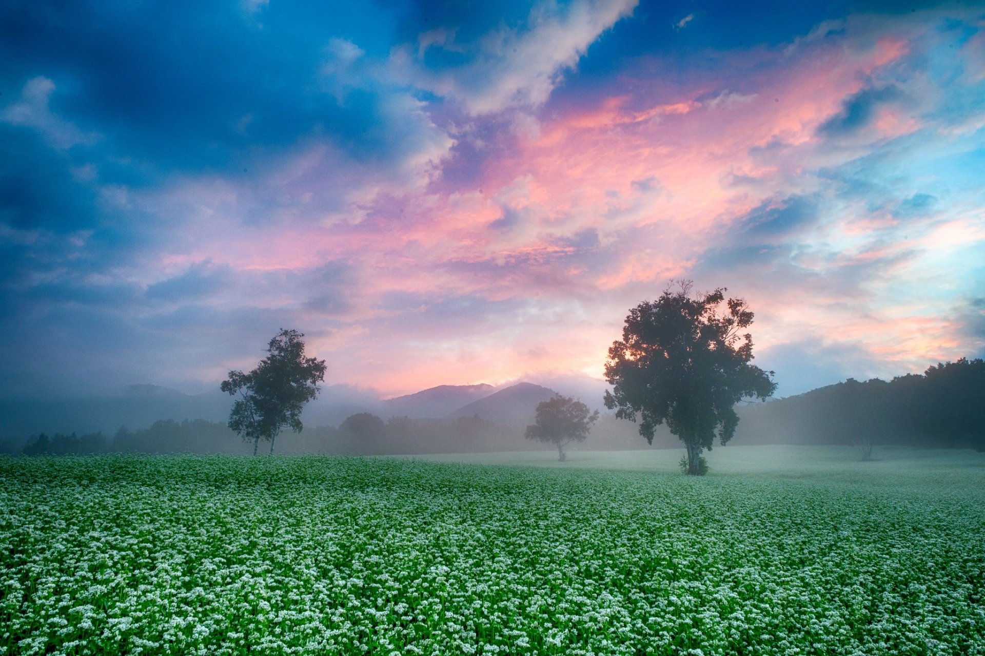 Download Landscape Summer Fog Cloud Sky Tree Nature Field HD Wallpaper