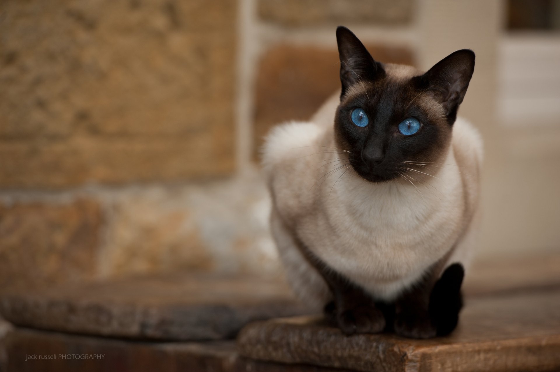 Siamese Cat HD Wallpaper