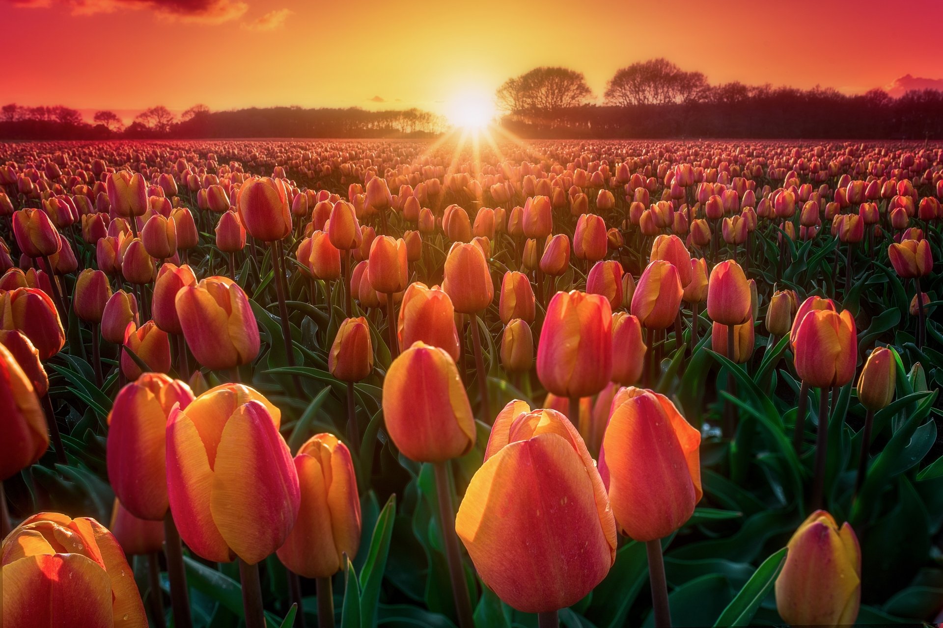 Download Sun Field Sunrise Summer Flower Nature Tulip 4k Ultra Hd Wallpaper