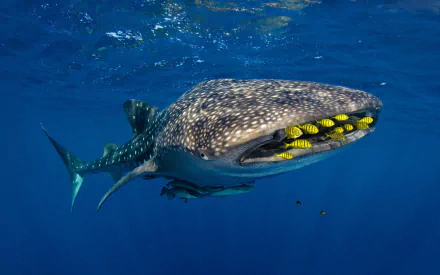 HD underwater wallpaper featuring a majestic whale shark swimming with a school of yellow fish under the deep blue sea.