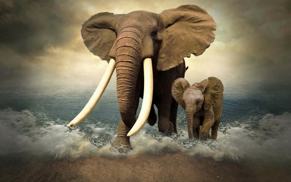 Artistic Photoshop Elephant Ocean Sea Cute Baby Animal Manipulation HD Wallpaper | Background Image