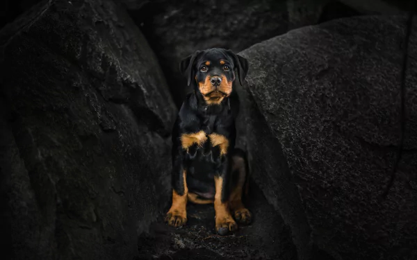 HD wallpaper of a Rottweiler puppy with a focused stare, nestled among dark rocks, creating a dramatic background.