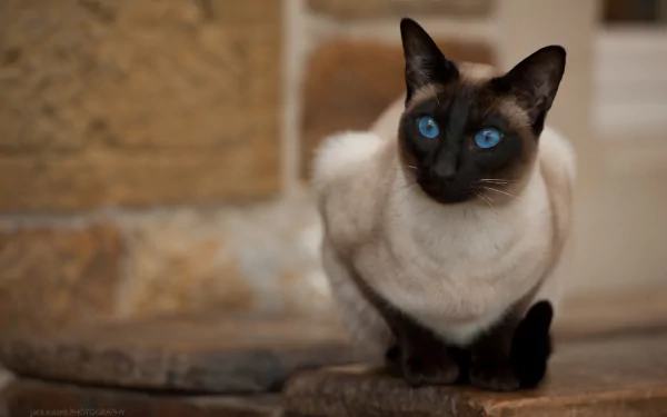 Close-up of a Siamese cat with striking blue eyes staring intently, captured in high-definition as a desktop wallpaper background.