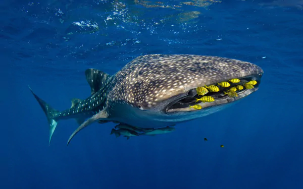 HD underwater wallpaper featuring a majestic whale shark swimming with a school of yellow fish under the deep blue sea.
