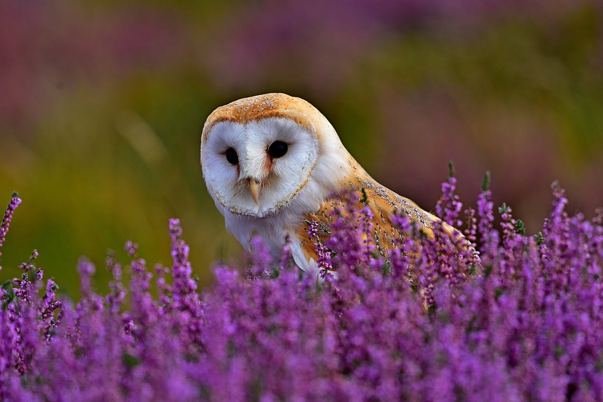 Download Purple Flower Lavender Bird Owl Animal Barn Owl HD Wallpaper