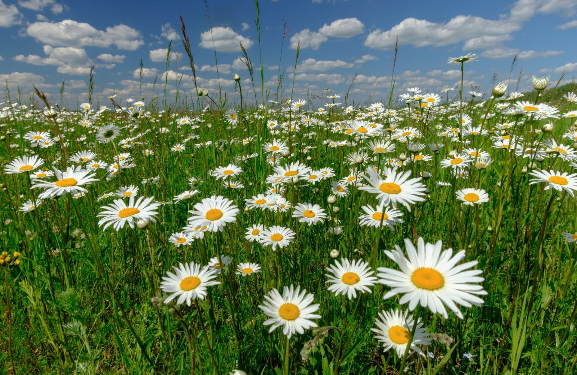 Download Summer White Flower Nature Flower Daisy HD Wallpaper