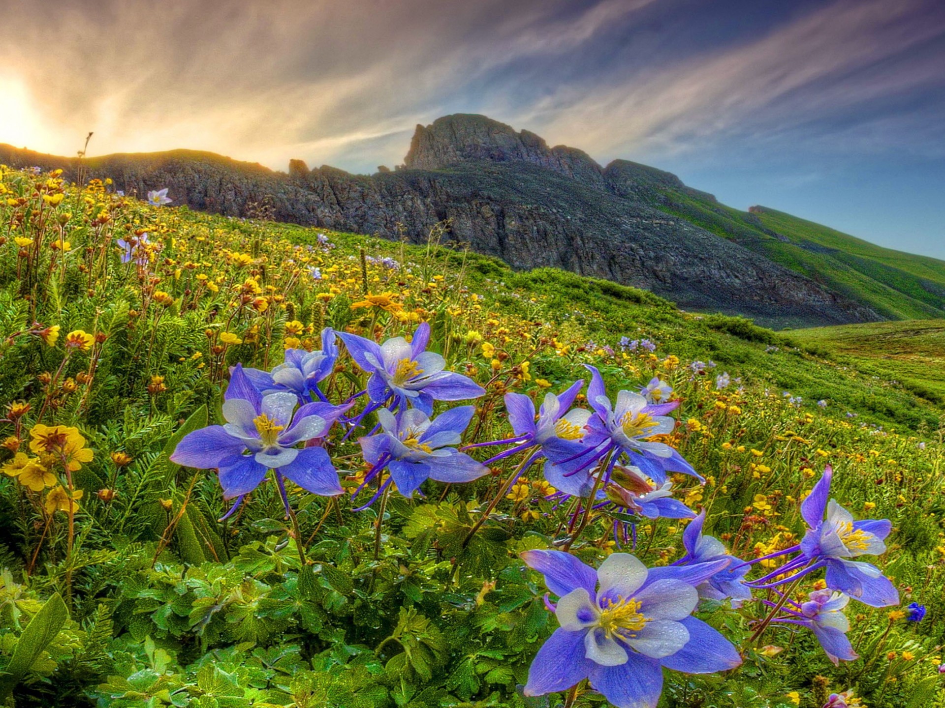 Download Purple Flower Mountain Field Columbine Nature Flower HD Wallpaper