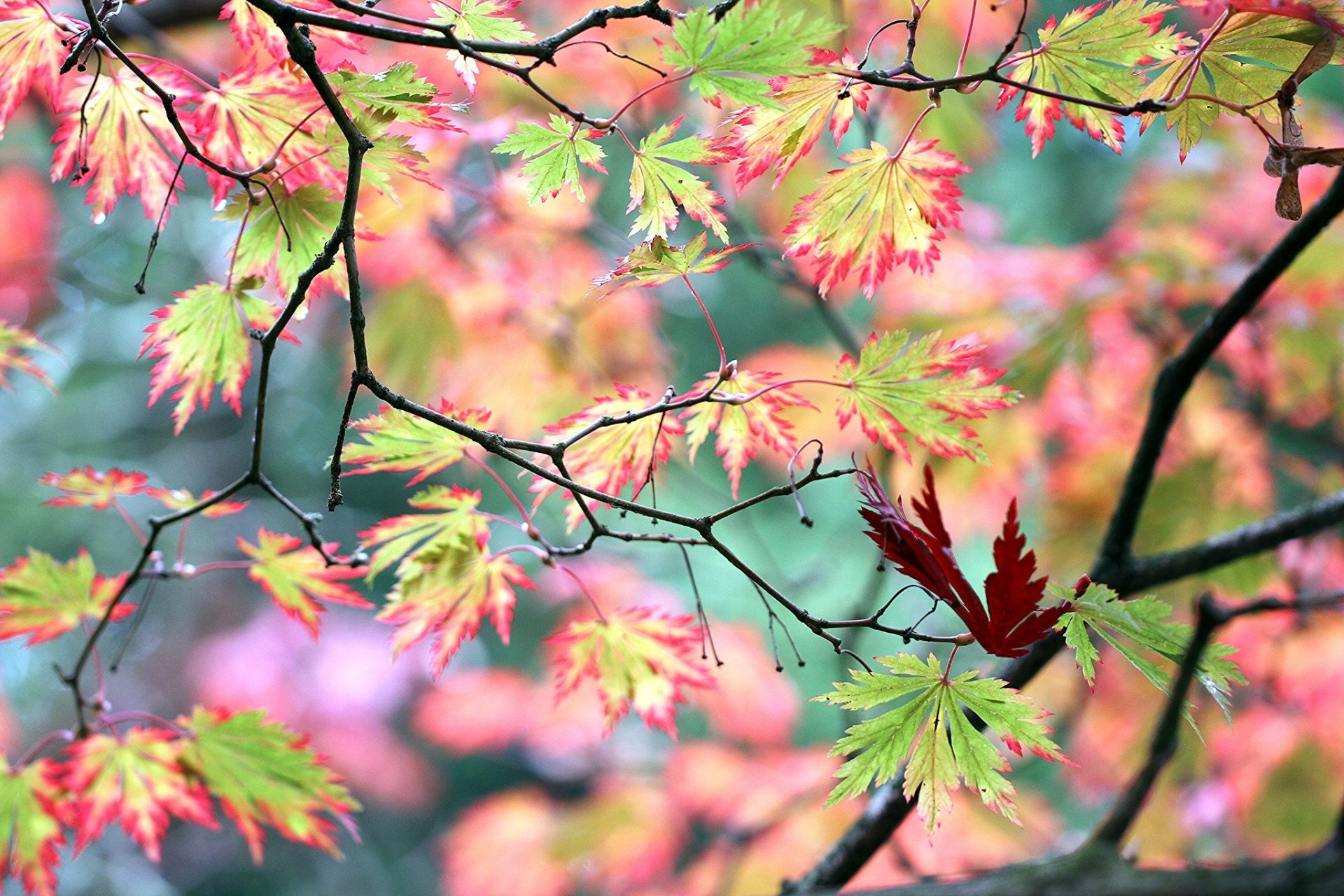 Download Depth Of Field Branch Fall Macro Nature Leaf HD Wallpaper