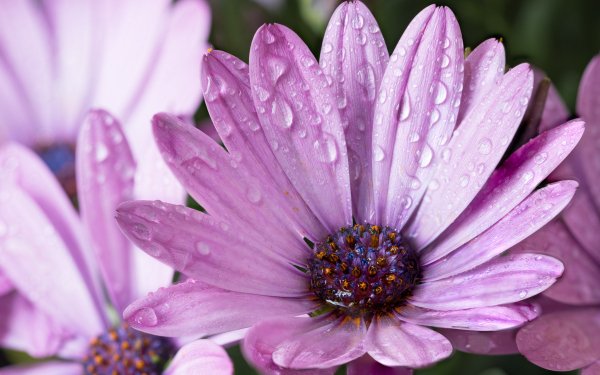 Earth African Daisy Flower Daisy Water Drop Purple Flower Macro HD Wallpaper | Background Image