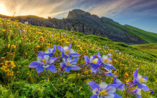  Columbines on Mountainside Field