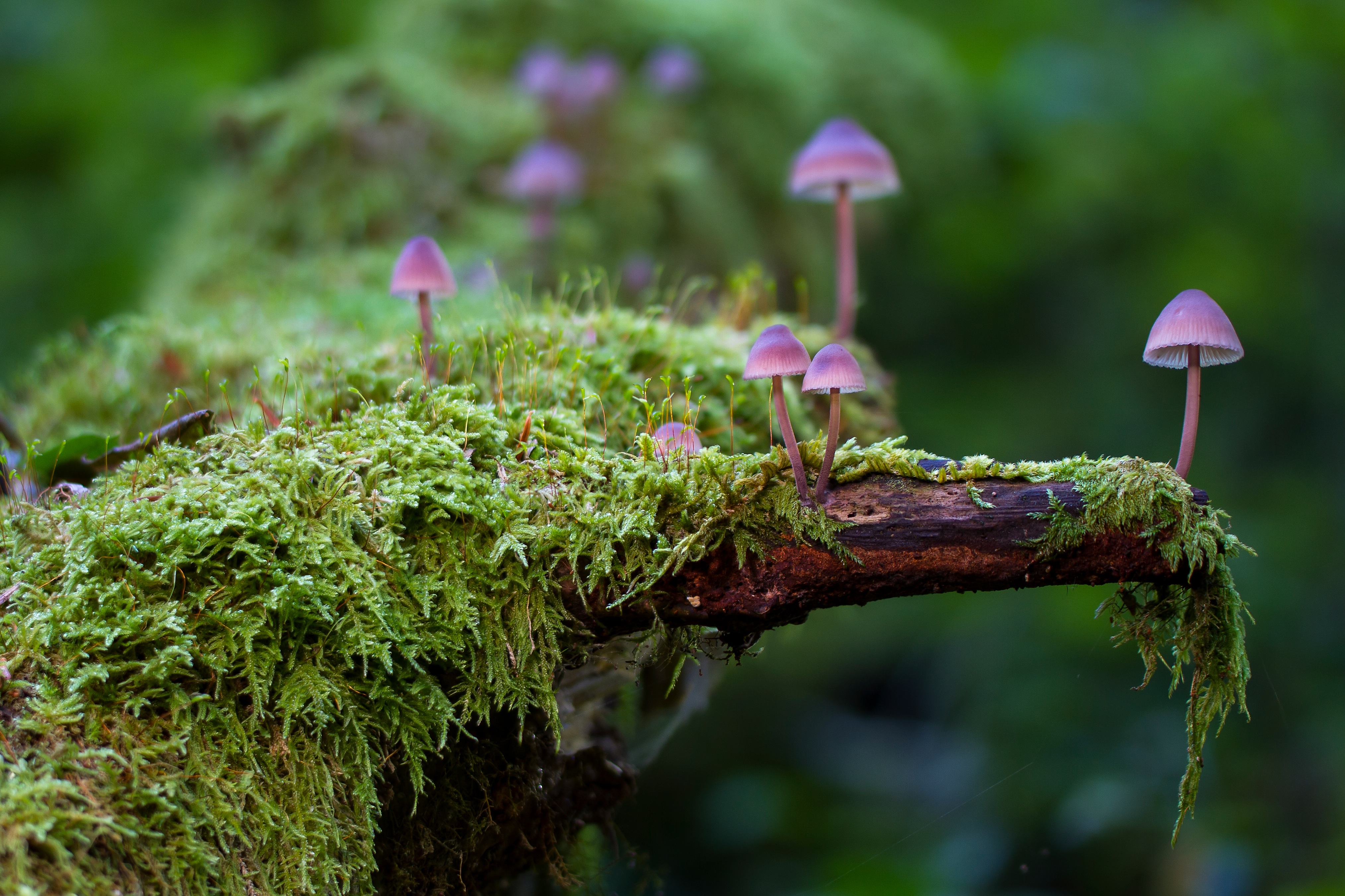 Tiny Mushrooms on a Log with Moss by adege