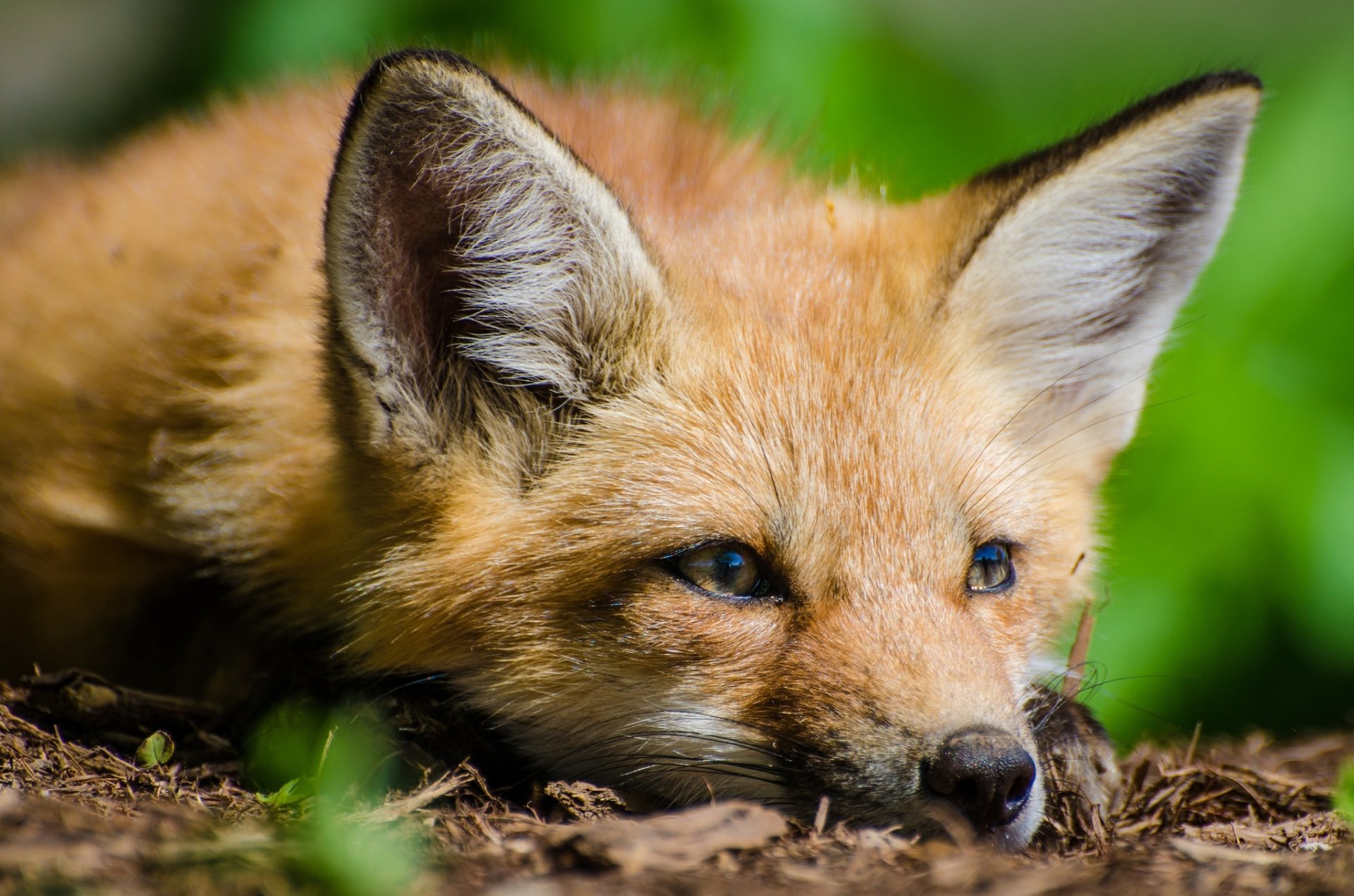 Animal Fox HD Wallpaper