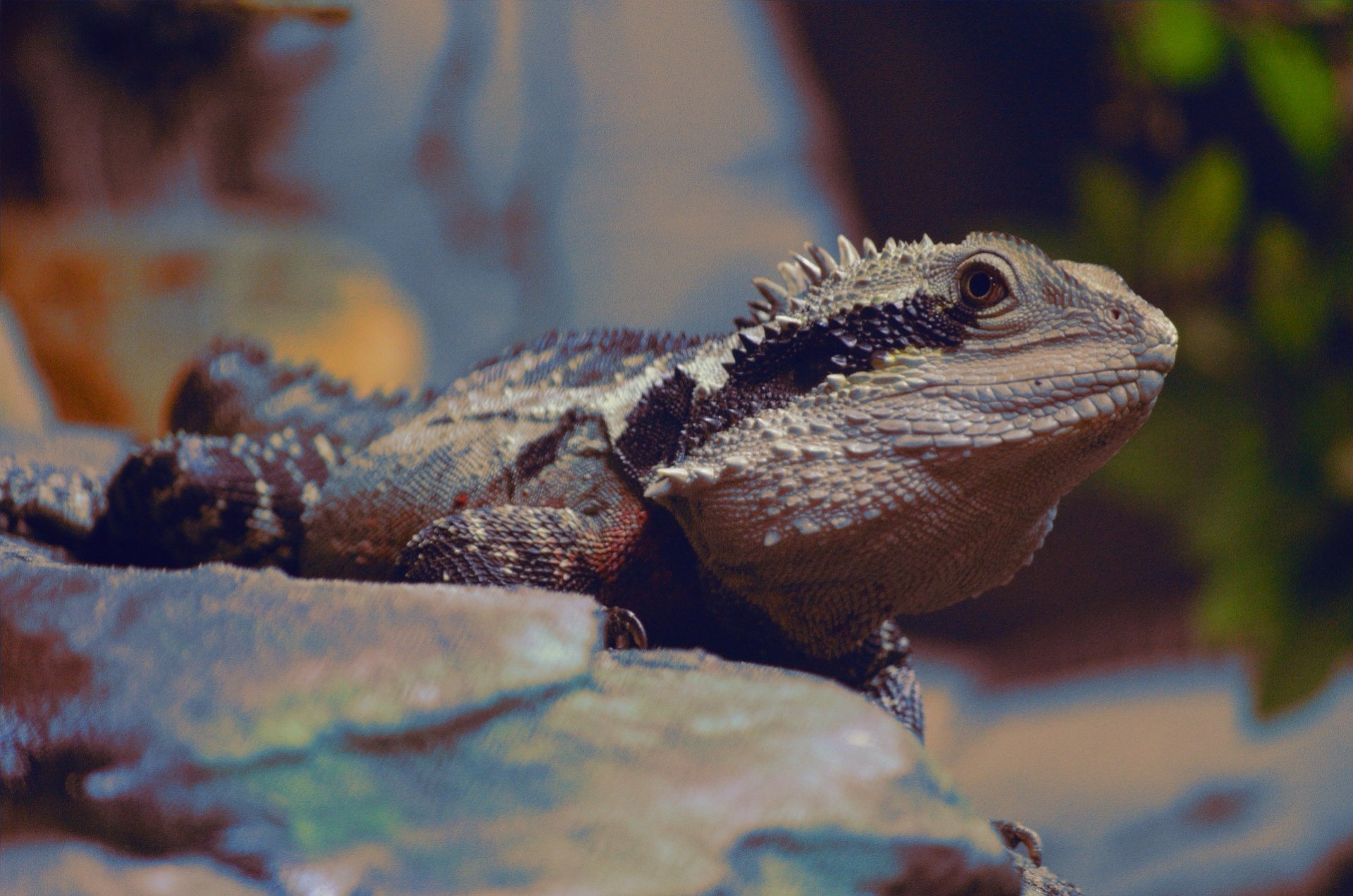 Australian Water Dragon by lonewolf6738