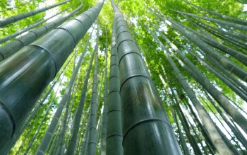 99 Bamboo HD Wallpapers | Background Images - Wallpaper Abyss