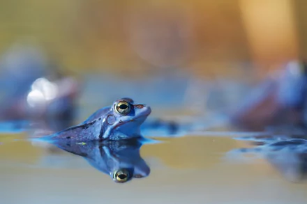 Close-up of a blue frog partially submerged in water, with its reflection visible on the surface and a blurred background, captured in HD for a desktop wallpaper.