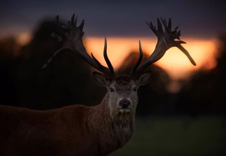 A deer with large antlers stares directly at the camera against a blurred, warm-toned sunset background, showcasing a striking depth of field in this HD desktop wallpaper.