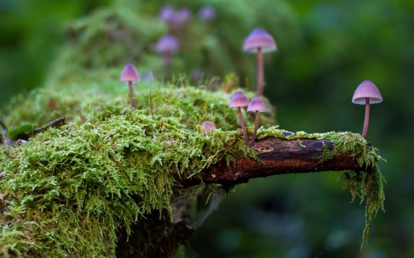 Earth Mushroom Moss Nature HD Wallpaper | Background Image