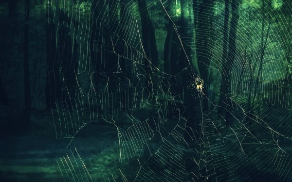 Animal Spider Spiders Spider Web Macro Arachnid HD Wallpaper | Background Image