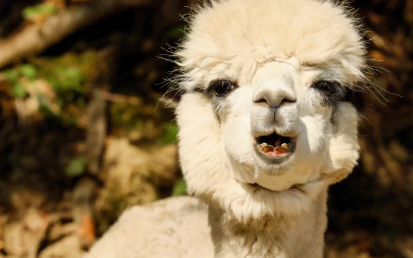  Woolly Alpaca by Couleur