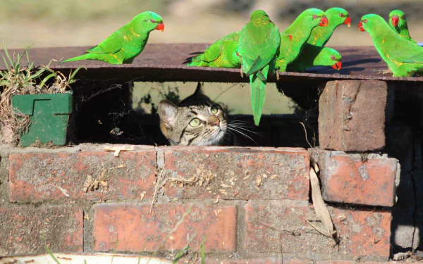 A cat peers out from a brick structure, surrounded by vibrant green birds. This HD desktop wallpaper captures a moment of curiosity and nature.