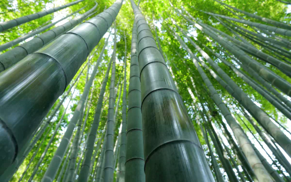 greenery nature bamboo HD Desktop Wallpaper | Background Image
