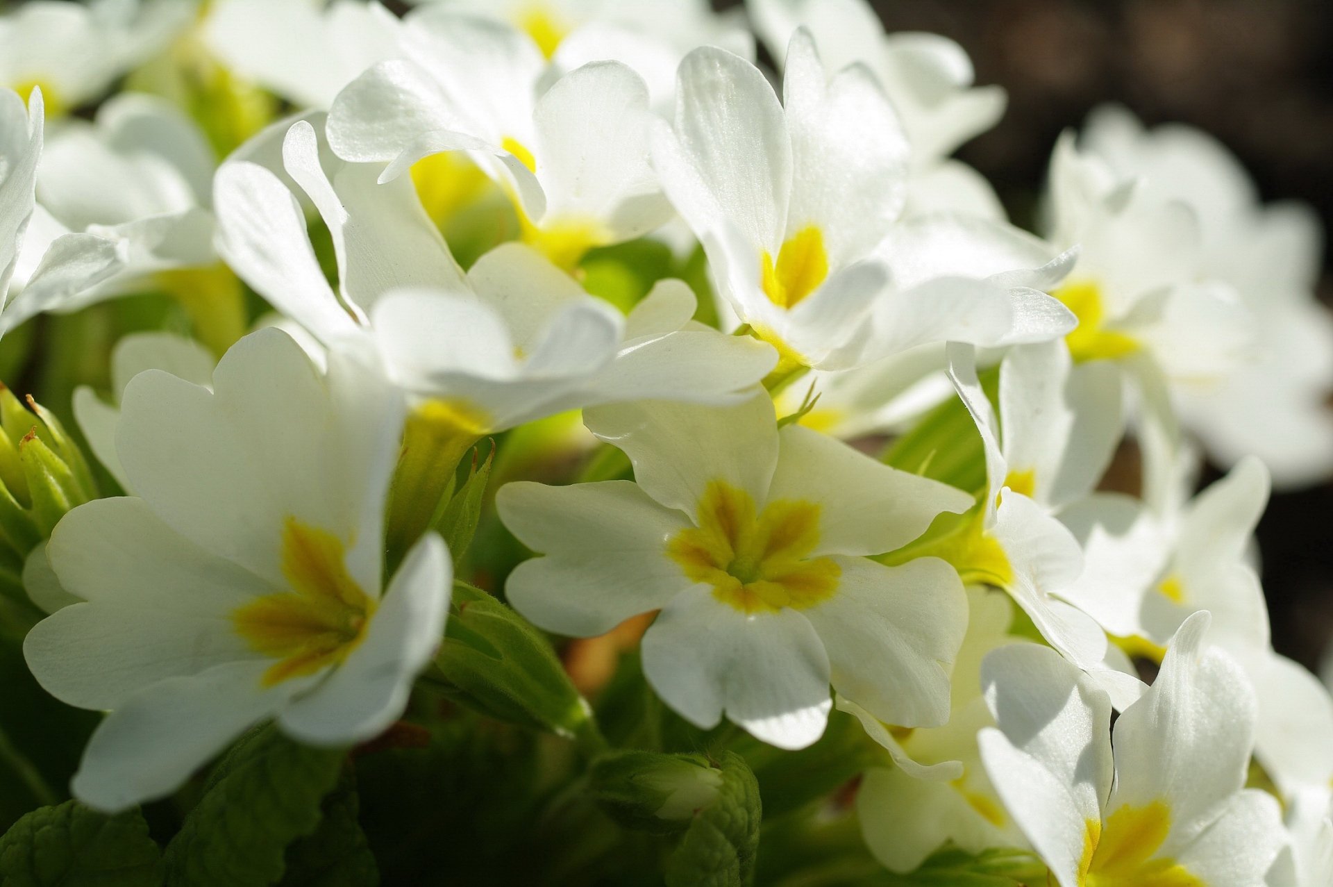 Download Close-up White Flower Flower Nature Primula HD Wallpaper
