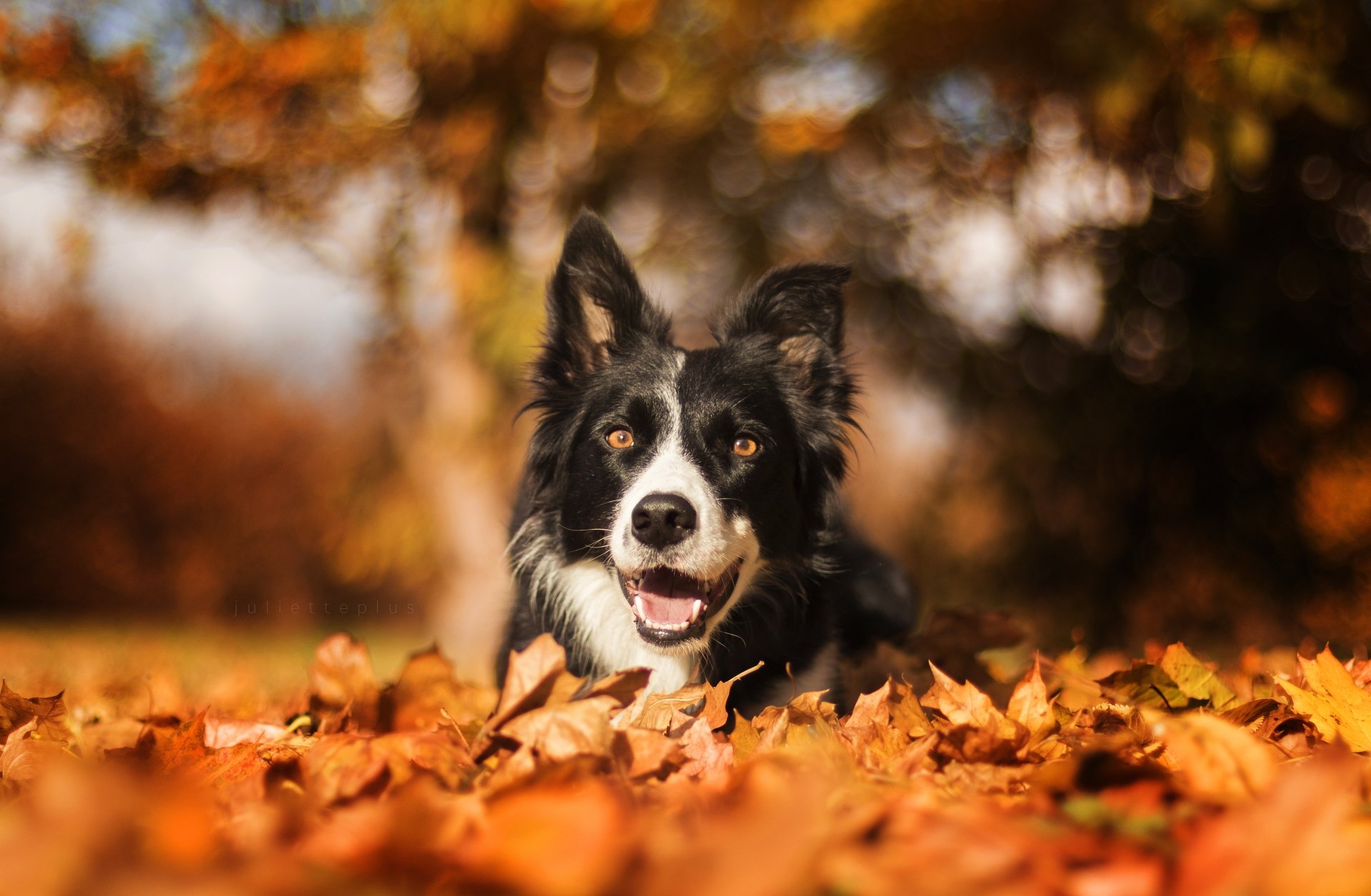 Download Depth Of Field Leaf Bokeh Fall Dog Animal Border Collie 4k ...