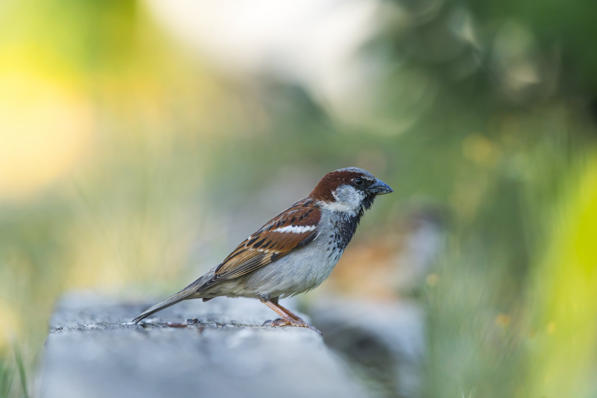 HD PC desktop wallpaper: a sparrow perched on a stone ledge with soft green-and-yellow bokeh in the background.