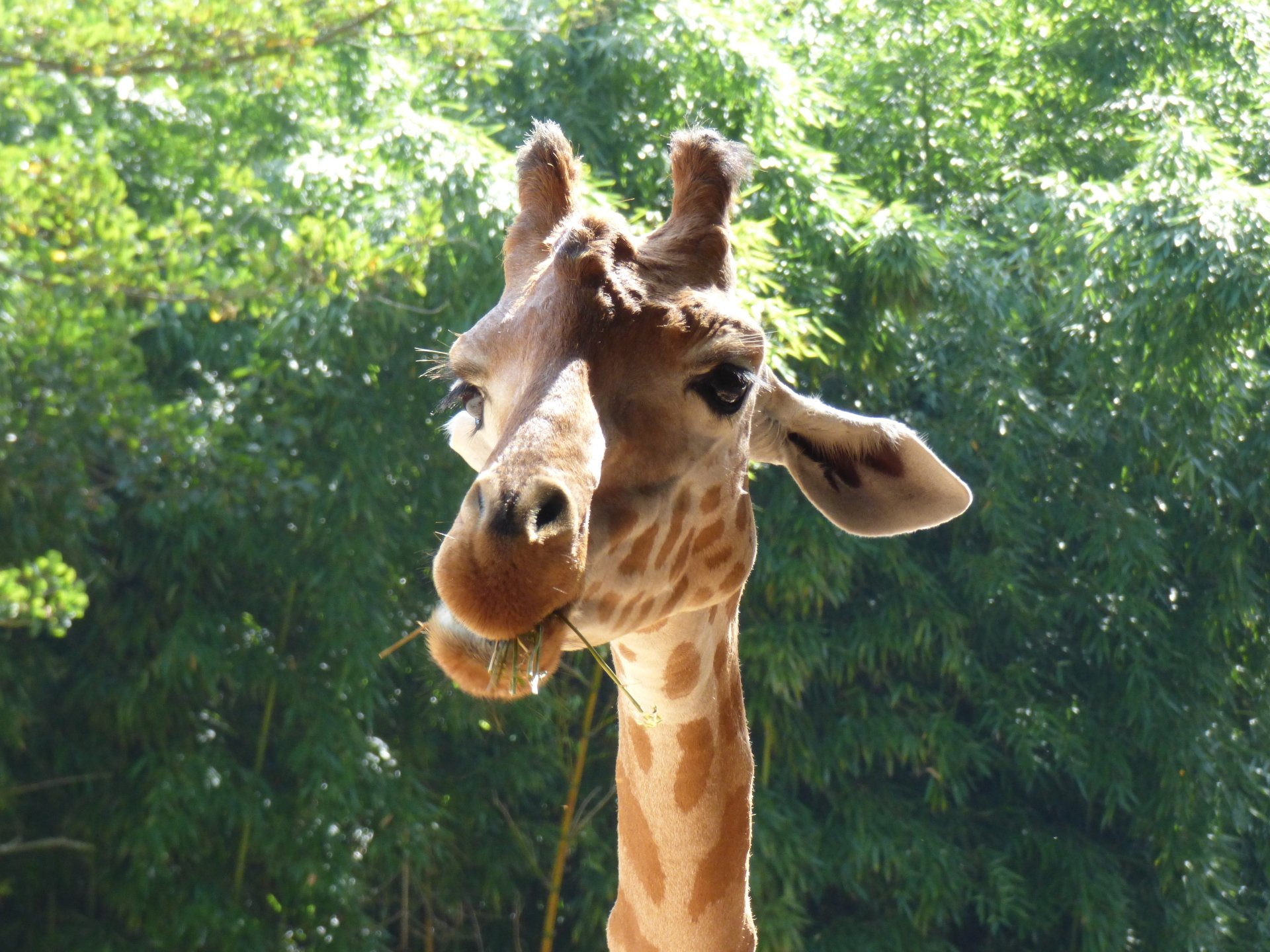 Download Animal Giraffe 4k Ultra HD Wallpaper by jastated