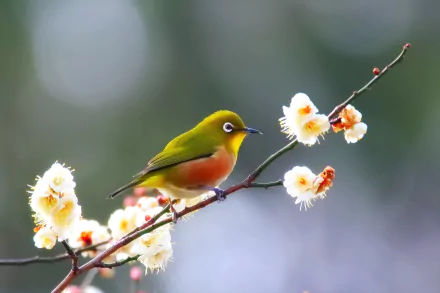 white flower spring close-up flower Animal White-eye HD Desktop Wallpaper | Background Image