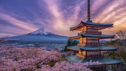 HD wallpaper of Mount Fuji with sakura cherry blossoms in full bloom, featuring a traditional Japanese pagoda in the foreground, capturing the essence of spring in Japan.