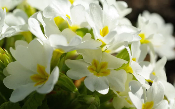 close-up white flower flower nature primula HD Desktop Wallpaper | Background Image