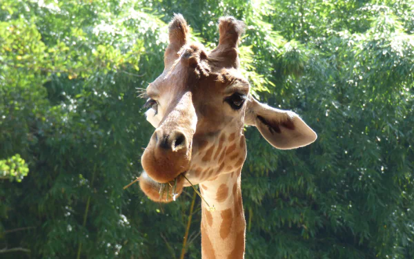 Animal giraffe HD Desktop Wallpaper | Background Image