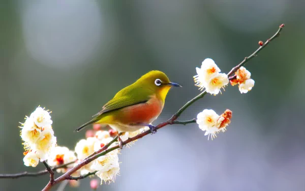 A close-up HD desktop wallpaper of a white-eyed bird perched on a branch with blooming white spring flowers against a soft, blurred background.
